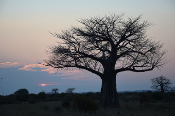 Fototapeta na wymiar Baum in Afrika