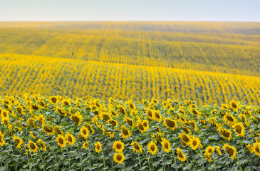 Fototapeta premium Field of sunflowers in the sun, summer background
