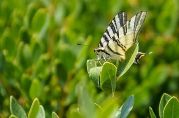 Schmetterling