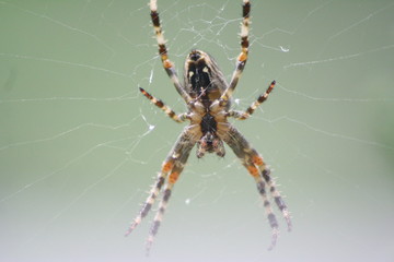 Kreuzspinne Makro