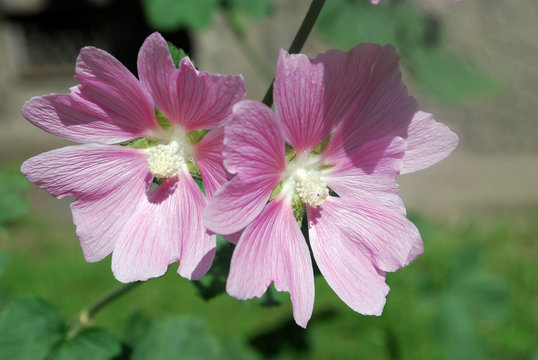 Medicinal plants. Beautiful pink mallow flowers adorn the flowerbed in the garden. A close-up photograph