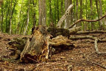 Fallen tree in a forest. Fallen leaves.