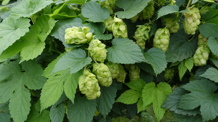 Green hops. Harvest of hops