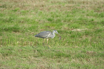 Graureiher mit Maus Wildlife