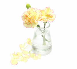 カーネーション