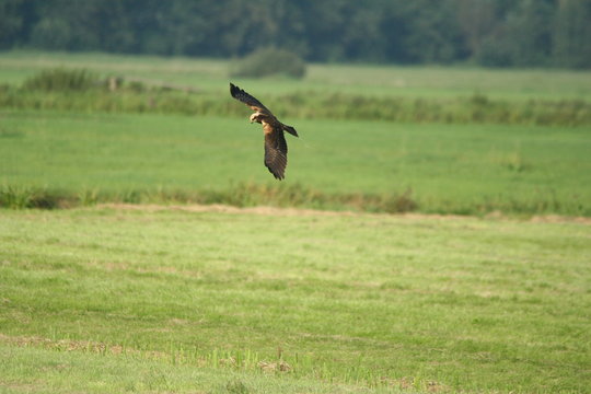 Rohrweihe im Suchflug