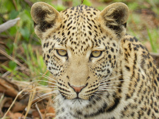 Leopard on the hunt