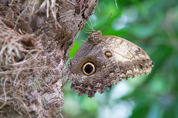 butterfly, macro moth, insect in the foreground