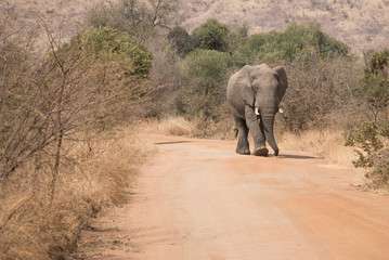 Elefant kommt entgegen