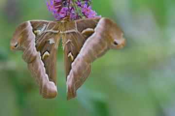 butterfly, macro moth, insect in the foreground