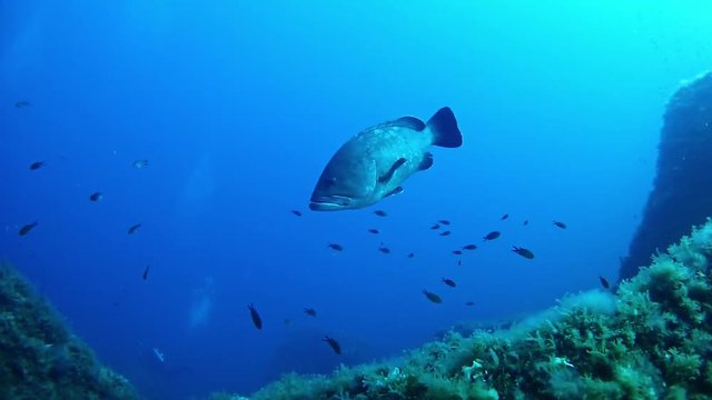 Big grouper fish - Diving in the sea