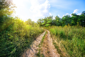 Obraz premium Country road in a field among green trees
