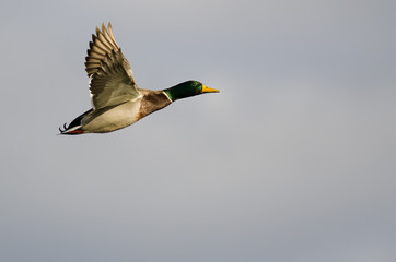 Obraz premium Mallard Duck Flying in a Cloudy Sky