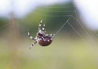 scary hairy spider spinning a web waiting for a prey in the meadow