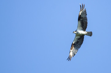Osprey Flying in a Blue Sky