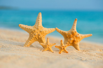 A family of sea stars rests on the sea