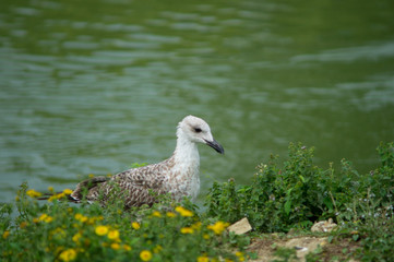gull in the foreground