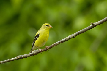 Female American Goldfinch (Carduelis tristus) 