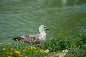 Fototapeta premium gull in the foreground