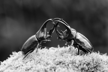 Battle of the giants