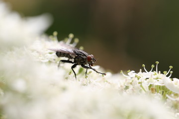 mouche