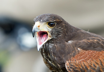 caracara bird with beak wide open looking ahead