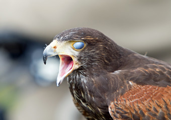 caracara bird with beak wide open and blinking with film covering it's eye