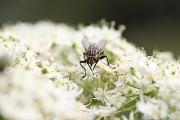 mouche