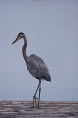 Blue Heron