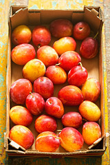 British Victoria Plums 