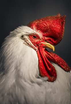 Rooster
