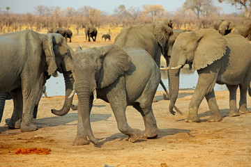 A large elephant standing in front of a herd in the background in Hwange national park, zimbabwe
