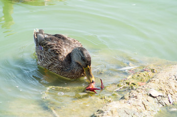 Duck closeup, duck unting and eating a fish
