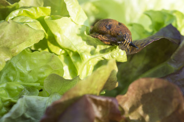 a slug in the garden eating a lettuce leaf. snail invasion in the garden. Spanish slug (Arion vulgaris)