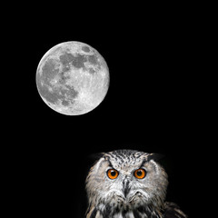 Owls Portrait. Owl and moon
