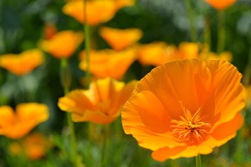 Fototapeta premium Sommerblume