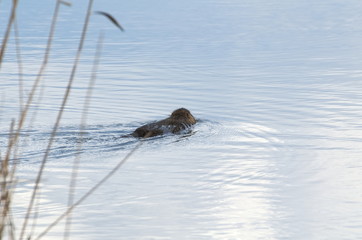Coypu Swimming Away