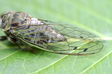 Dog-day cicada (Neotibicen canicularis) on a green leaf side view macro image

