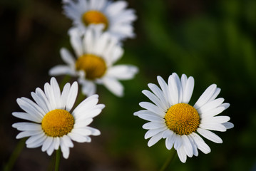 Close-up of four white daisies