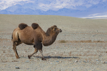 Bactrian Camel, Mongolia