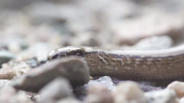 blindworm in sweden