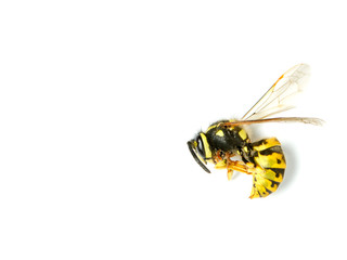 Wespe (Vespidae) Makrofotografie