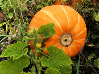 Pumpkin in the garden.