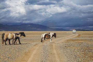Obraz premium Horses along the road near Ulgii, Mongolia with a Russian Furgon Van 
