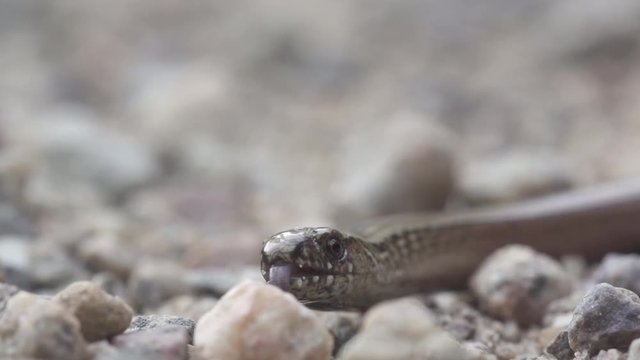 blindworm in sweden