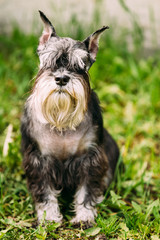 Miniature Schnauzer Dog Or Zwergschnauzer Sitting In Green Grass
