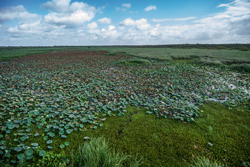 Field of Lily Pads