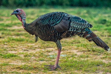 Jake Turkey © westtexasfish