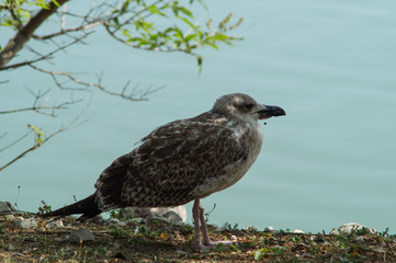 gull in the foreground