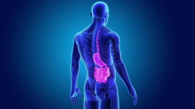 Stomach and Small Intestine with Skeleton